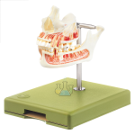 Upper & Lower Jaw Model